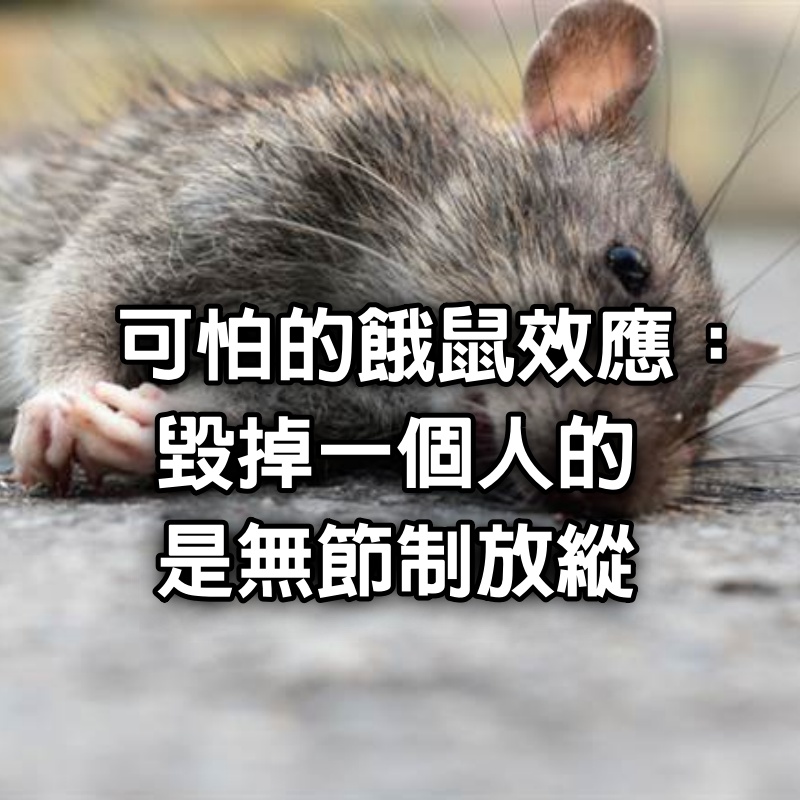 可怕的「餓鼠效應」:毀掉一個人的,是無節制放縱