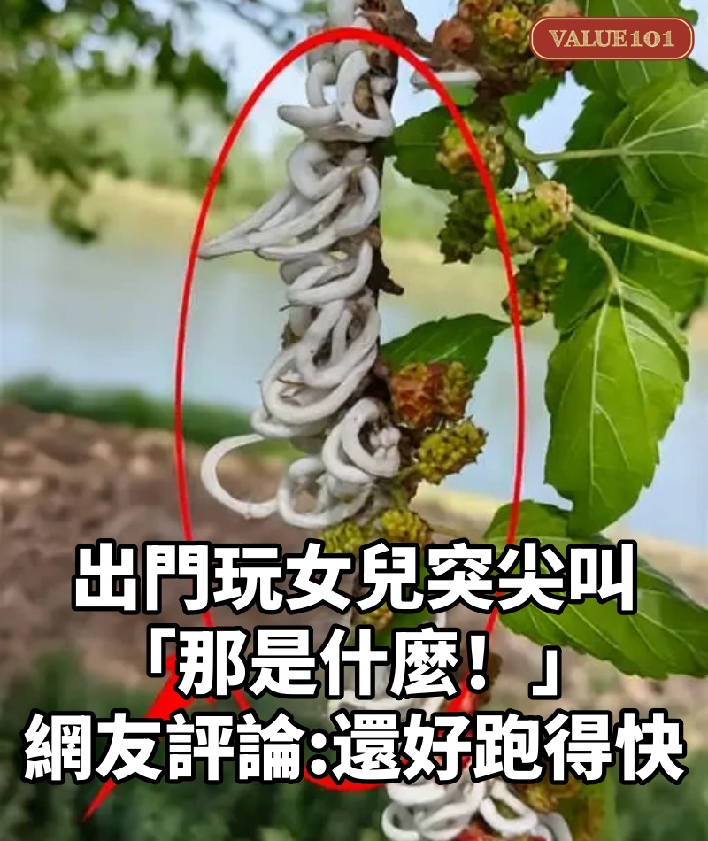 出門玩女兒突尖叫「那是什麼！」，寶媽順手勢望去桑樹驚現「白絲瀑布」急逃遠，看完網友評論驚出一身冷汗：還好跑得快