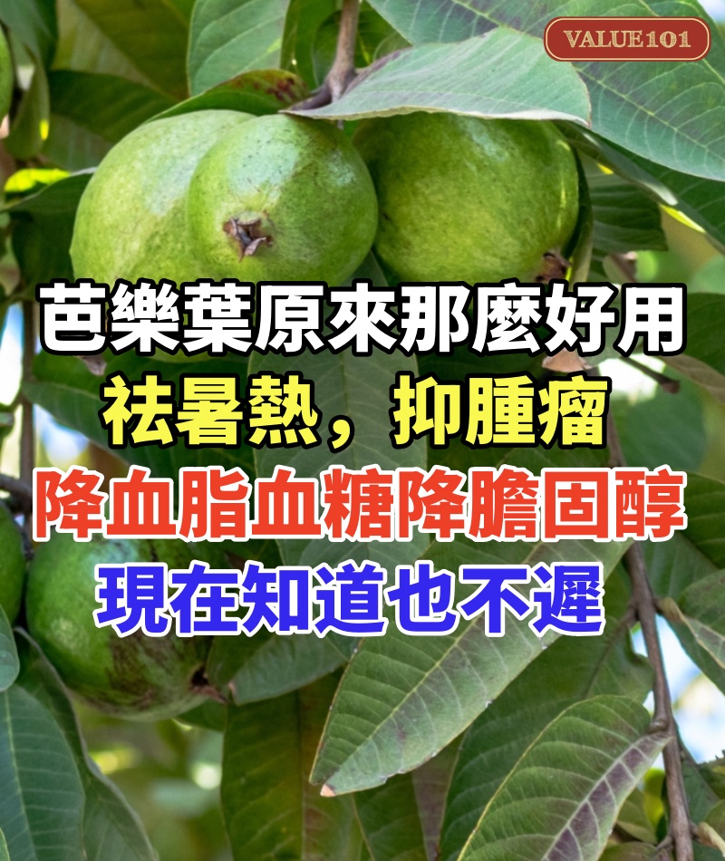 芭樂葉原來那麼好用，祛暑熱，抑腫瘤，降血脂、降膽固醇，降血糖，現在知道也不遲