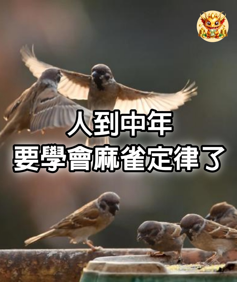人到中年,要學會「麻雀定律」了