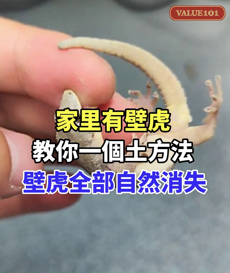 家里有壁虎,千萬別殺生!教你一個土方法,家裡的壁虎全部自然消失!