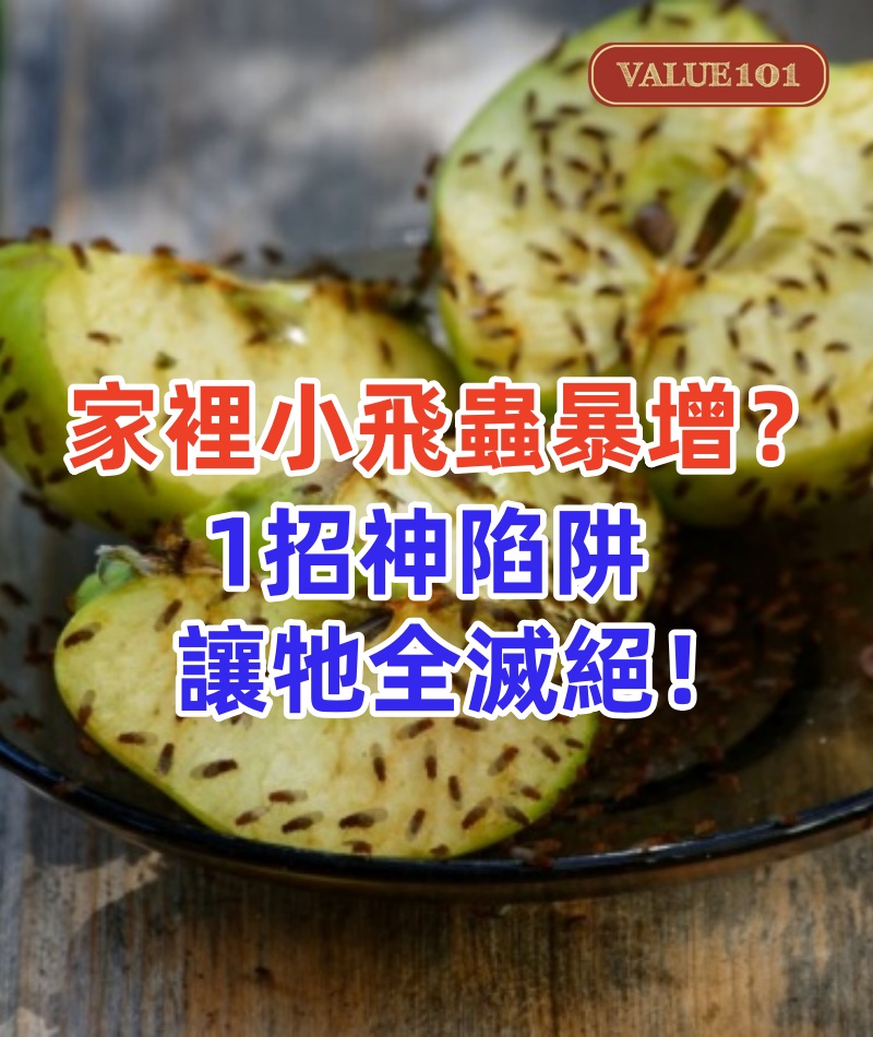 家裡小飛蟲暴增?1招神陷阱讓牠全滅絕!比電蚊拍更猛