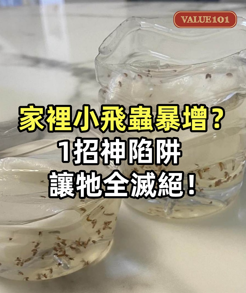 家裡小飛蟲暴增?1招神陷阱讓牠全滅絕!比電蚊拍更猛